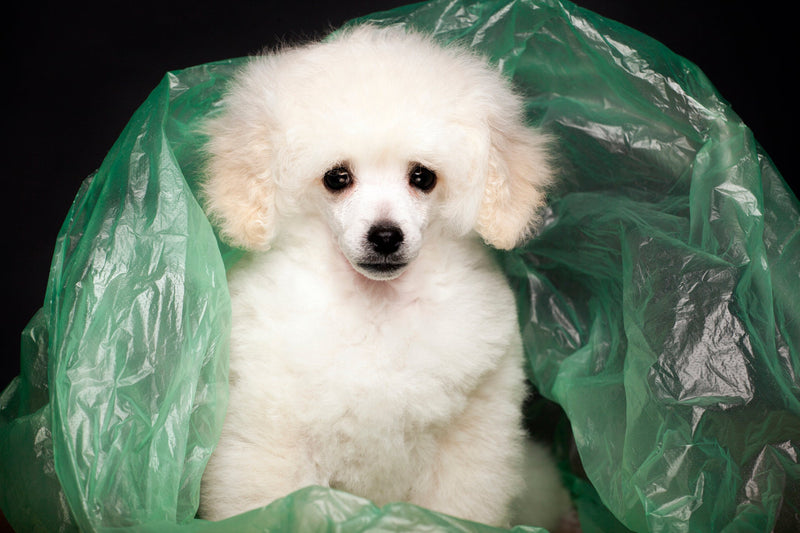 How Do Microplastics Affect Animals and Pets? The Effects of Microplastics on Animals